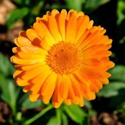 calendula-officinalis-graines-bio